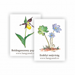 copy of Hummingbird -...