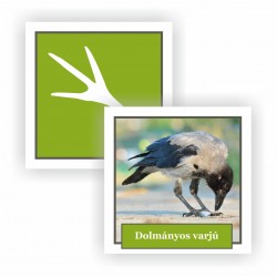 copy of Hummingbird -...