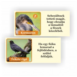 copy of Hummingbird -...